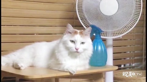 喵客帝国 这里有猫！快来吸快来吸