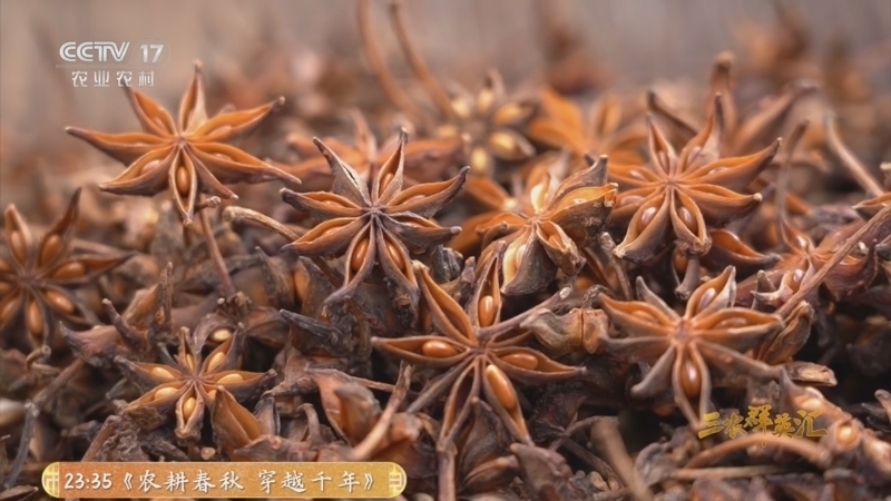 三农群英汇 《三农群英汇》 20260503 八角树下