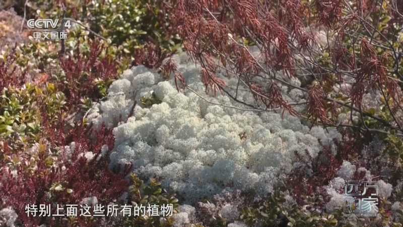 远方的家 《远方的家》 20240718 中国自然秘境 春归大兴安岭