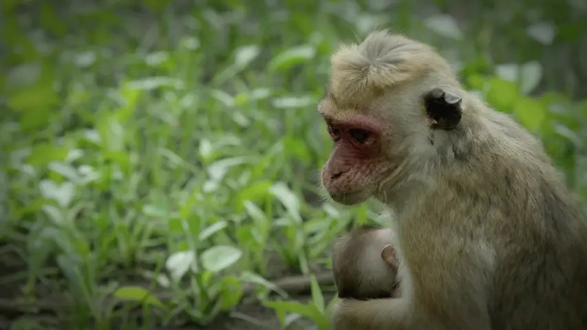 《猴子的生活》第1集