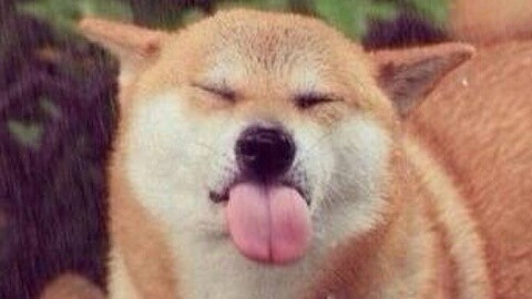 我的生活频道 你适合养什么狗