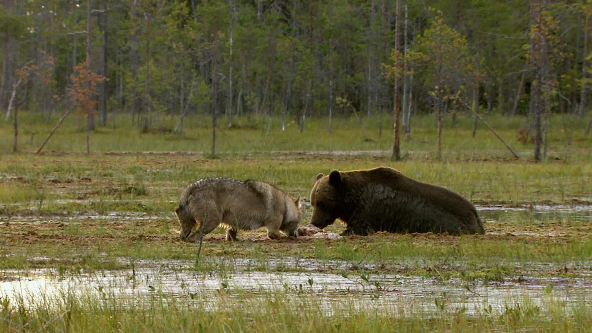 动物搏击会第五季 第2集
