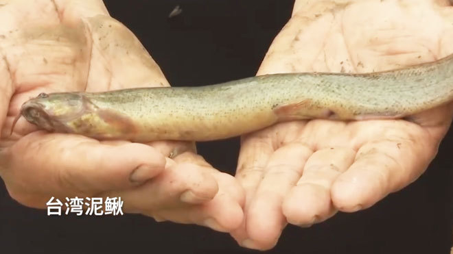 《致富经》 20210719 新招养大鳅 错峰好赚钱