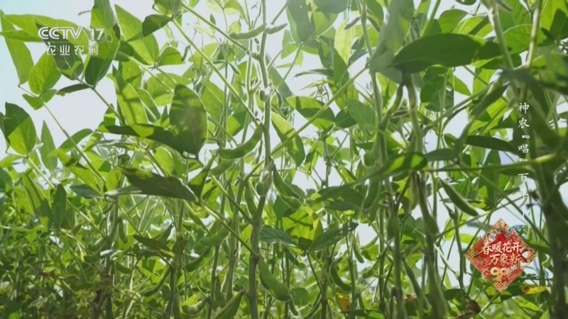 《乡土中国》 20260224 神农“唱”百草1