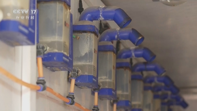 《三农群英汇》 20251225 老贺的百万“鸡”划