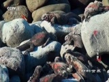动物世界 《动物世界》 20170605 蛟龙出海之海鬣蜥