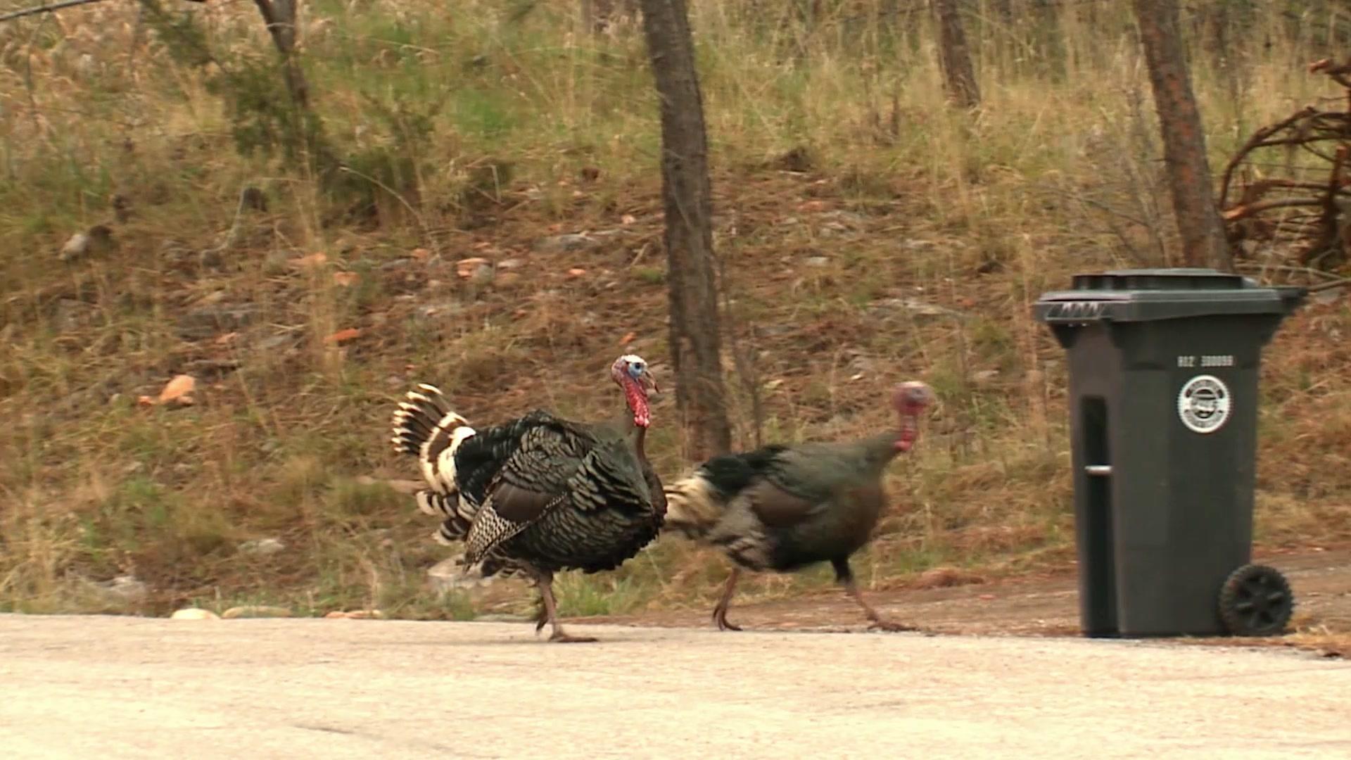 动物搏击会第六季 第5集