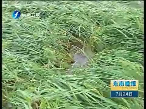 东南晚报 《东南晚报》 20140724