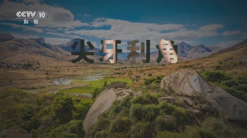 自然传奇 《自然传奇》 20251127 狂野刺客 尖牙利角