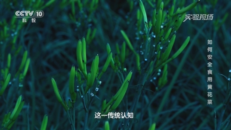 实验现场 《实验现场》 20241006 如何安全食用黄花菜