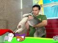 狗狗日记 第157天 哔哔哔