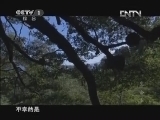 魅力纪录（CCTV-1综合频道） 《魅力纪录》 20120423 生命 第六集 昆虫