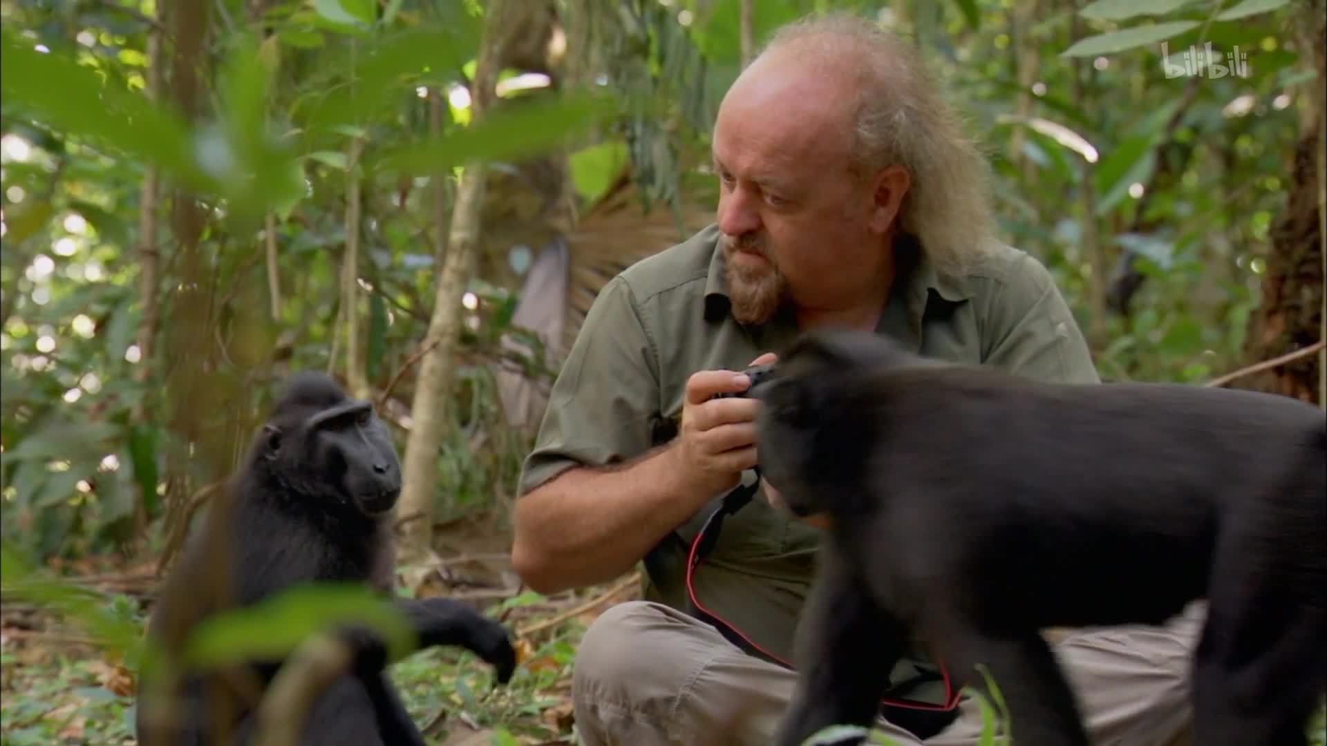 华莱士在婆罗洲