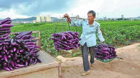 农村俗语：茄子要栽阔，辣椒要栽窝，什么意思？
