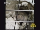 新闻袋袋裤 《新闻袋袋裤》 20130212