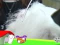 狗狗日记 第133天 毛衣脱掉了