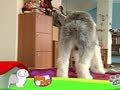 狗狗日记 第179天 舒服的被单