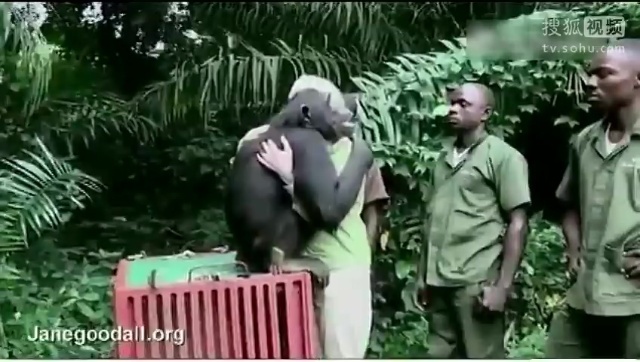 实拍获救黑猩猩重返丛林与人类拥抱依依不舍