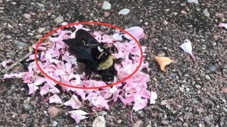 聊斋怪谈 一群小蚂蚁抬花瓣给蜜蜂举办葬礼 专家看懵了