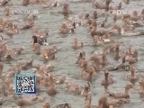 我爱发明 《我爱发明》 20140305 蛋蛋快洗