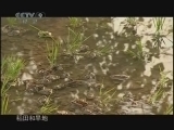 《历史传奇》 20110209 《荒城秘史》 第三集