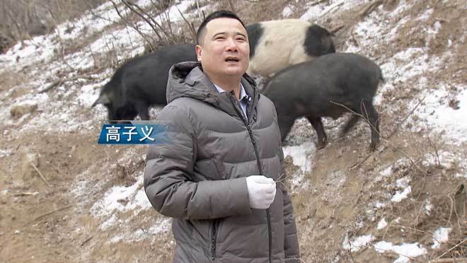 致富经 [致富经]倾尽家产 荒山挖洞 他打破魔咒年卖千万元 20190304
