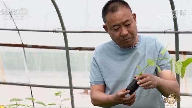 致富经 《致富经》 20200803 小树茁壮 产业兴旺