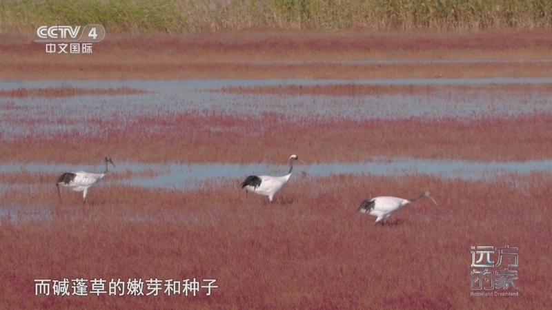 远方的家 《远方的家》 20250319 中国自然秘境 海韵之城 生态家园