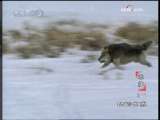 动物世界 动物世界 2009年 第234期