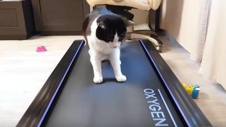 聊斋怪谈 当猫咪走到了跑步机上 猫咪：“快停下来 累死喵了！
