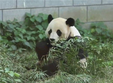 新闻大求真 熊猫为什么会突然变成猛兽？