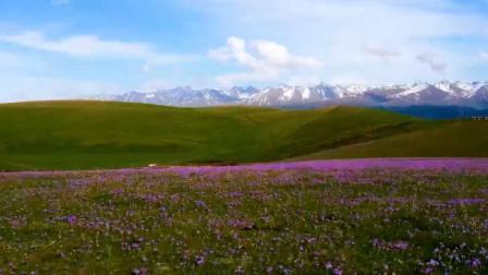 瞰见｜新疆喀拉峻草原的紫色花海