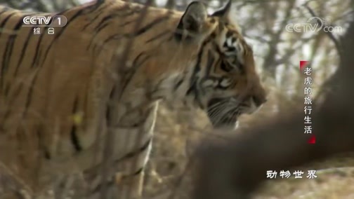 动物世界 《动物世界》 20200217 老虎的旅行生活