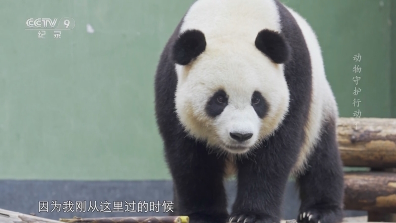 动物守护行动 《动物守护行动》 第1集 熊猫的新生