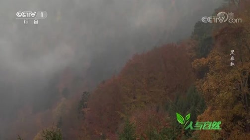 人与自然 《人与自然》 20200530 黑森林