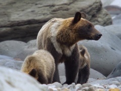 野性日本第3集：北海道