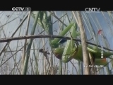 动物世界 《动物世界》 20141231 虫霸天下·秘密武器库