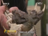 生财有道 《生财有道》 20160105 精准扶贫 小康中国系列：脱贫致富靠互助