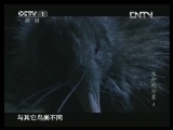 魅力纪录（CCTV-1综合频道） 《魅力纪录》 20130425 生命的力量 第四集 新西兰