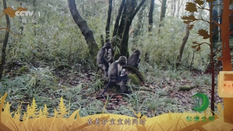秘境之眼 《秘境之眼》 黔金丝猴 20230710