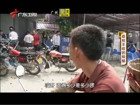 凡人大爱 《凡人大爱》 20140804 荔枝丰收的烦恼