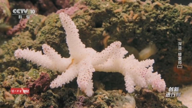 《创新进行时》 20251225 “深蓝”修复师（二）