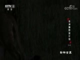 动物世界 《动物世界》 20171229 非洲狮野放计划（一）