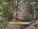 自然传奇 《自然传奇》 20170730 探秘猩猩家族