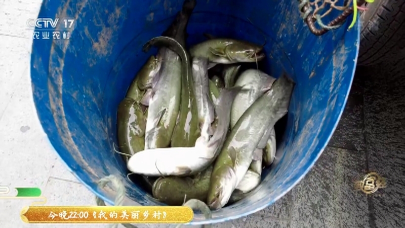 《致富经》 20210618 新招养鲶鱼 财富翻倍来