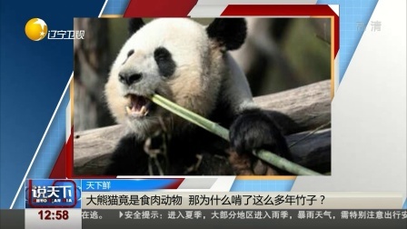 说天下 大熊猫竟是食肉动物，那为什么啃了那么多年竹子？