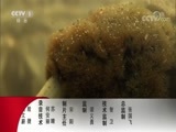 动物世界 《动物世界》 20180322 花豹柔情