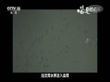 味道 《味道》 20170411 寻找运河味道（二）什么才是山东独有的运河味道