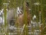 动物世界 《动物世界》 20160730 捕猎者成为猎物·棕熊