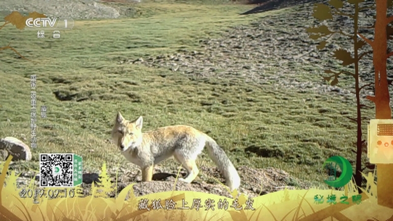 秘境之眼 《秘境之眼》 藏狐/兔狲/雪豹/狼 20221029